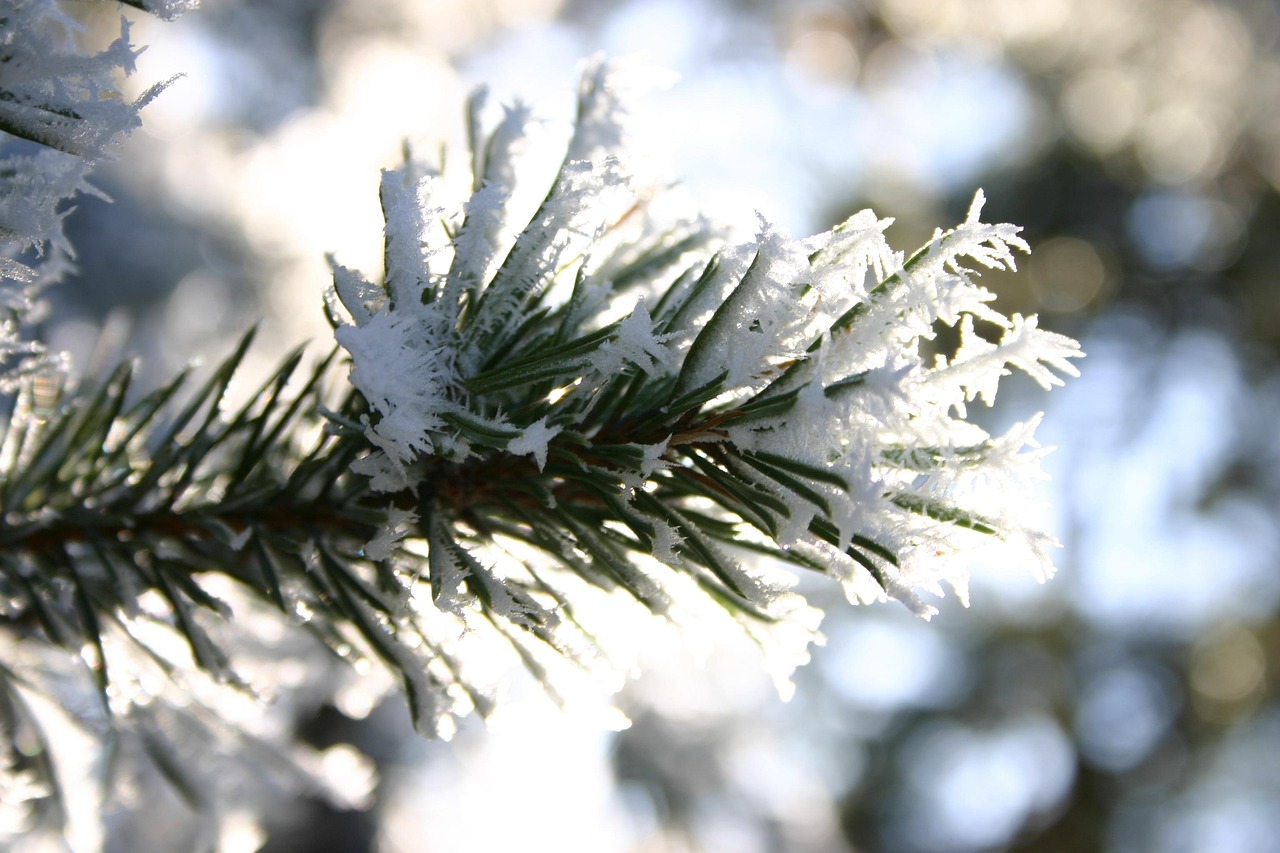 冬天 弗罗斯特 雪 - Pixabay上的免费照片 - Pixabay
