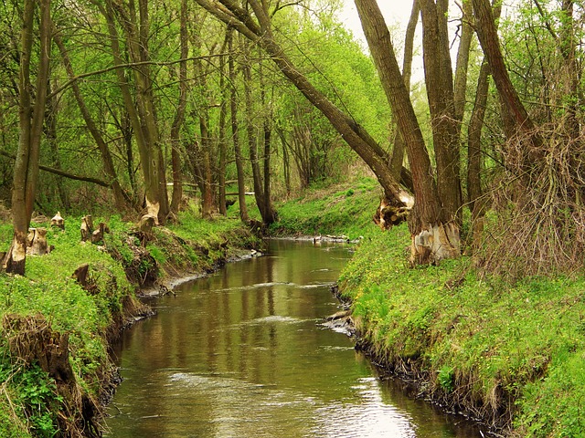 Free Nature The Brook photo and picture