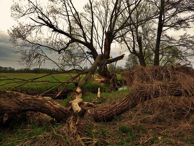 Free Tree Beaver photo and picture