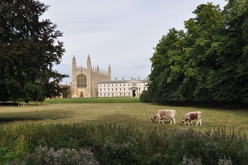 Vache, Ville, Cambridge Vache, Ville, Cambridge