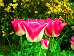 tulips, flower, garden