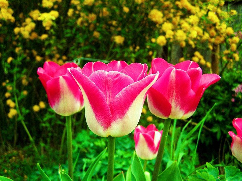 Tulipaner blomst have · gratis foto på pixabay Have blomster billeder