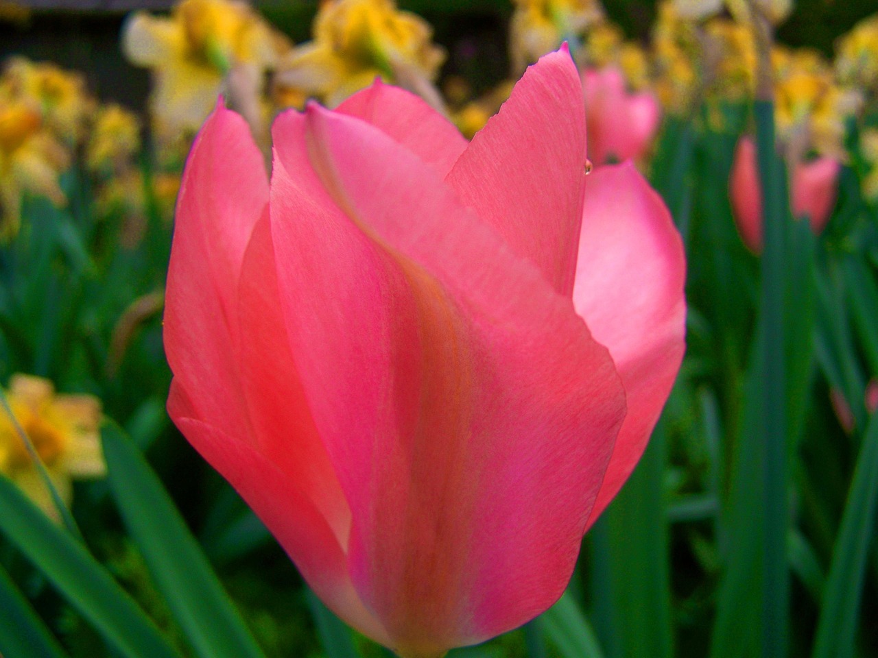 Pink Tulips Tulip Spring Flower Free photo on Pixabay Pixabay