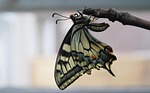swallowtail butterfly, large, colorful