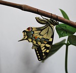 swallowtail butterfly, large, colorful