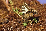 swallowtail butterfly, large, colorful
