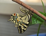 swallowtail butterfly, large, colorful