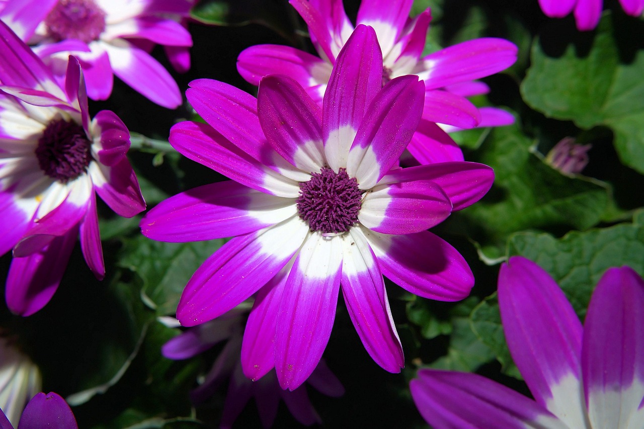 flowers-742607_1280.jpg