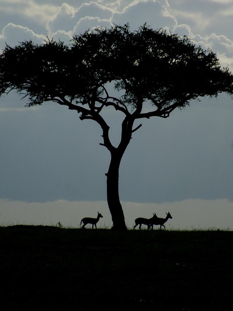 Dieren In Het Wild, Gazelle, Sunrise