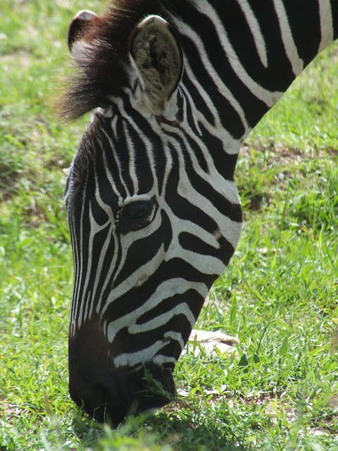 Zebra, Hoofd, Afrika, Dier, Gestreept