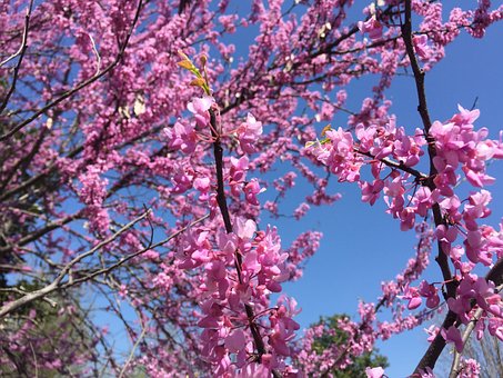 Blomst, Træ, Himmel, Natur, Forår
