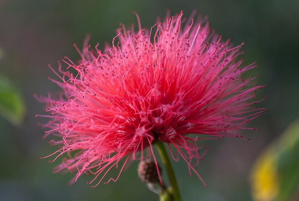 Fleur Rouge Le Huntington Los - Photo gratuite sur Pixabay
