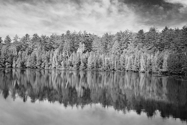 Free Forest Nature photo and picture