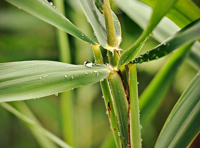 Regen, Grün, Wasser, Natur, Wetter