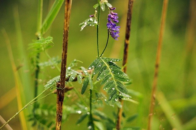 Regen, Grün, Wasser, Wetter, Natur