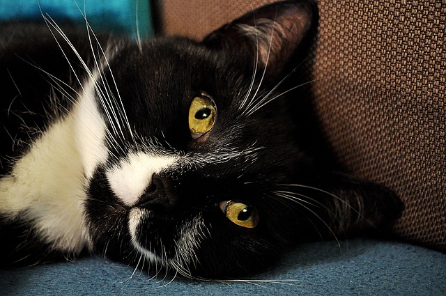 Katze, Schwarz, Natur, Weiß, Tier
