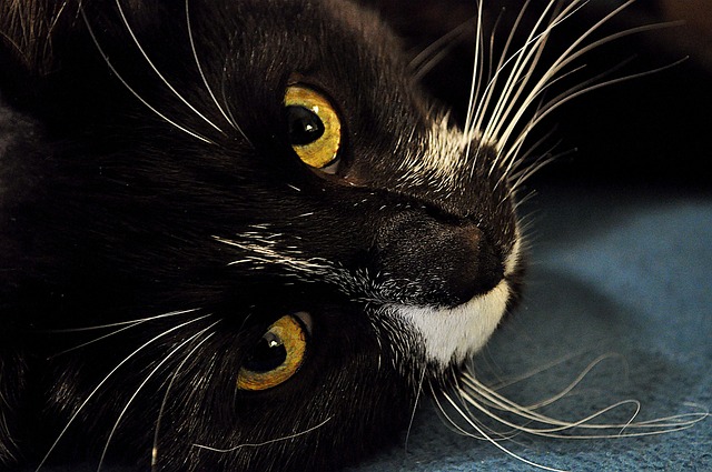 Katze, Natur, Schwarz, Weiß, Tier