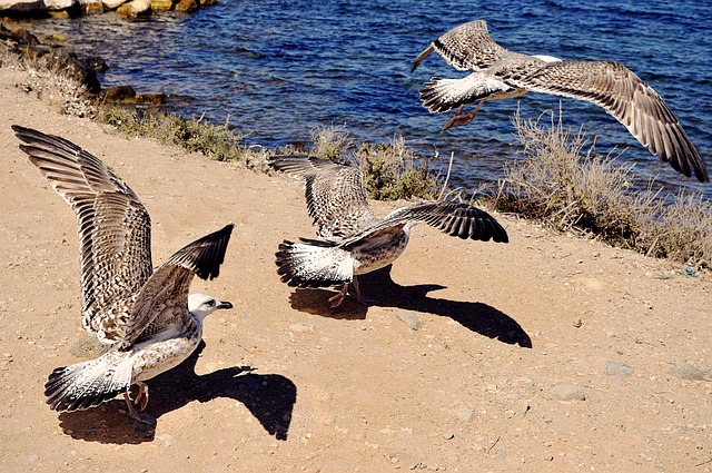 Vögel, Wasser, Natur, Sommer, Tierwelt