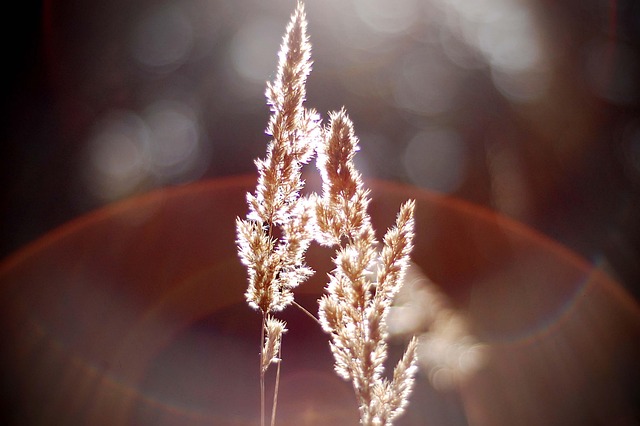 Natur, Bokeh, Verwischen, Licht