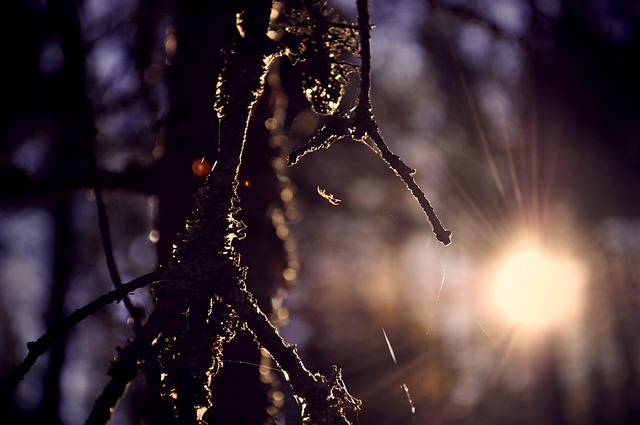 Spinne, Sonne, Netz, Natur
