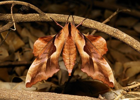 Schmetterling, Blutwurm, Geäst, Baum