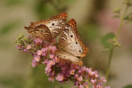 Butterfly, Macro, Insects, Nature