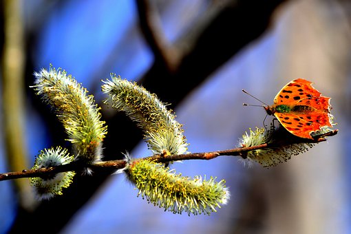 Schmetterling, Zweig, Feder, Insekt