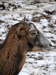 muflon, animal, mammal