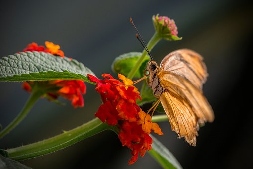 Kalanchoe, Schöne Blumen, Blume
