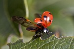 ladybug, flight, beetle