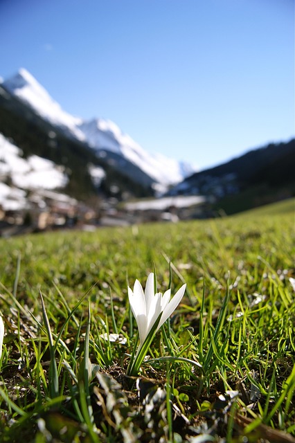Free Snowdrop Flower photo and picture