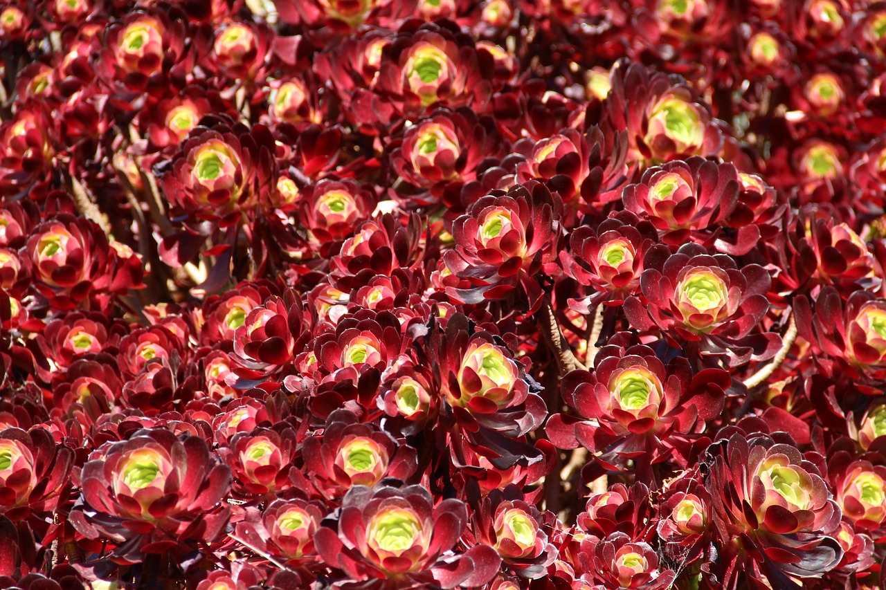 Fleurs Rouges Picots Australie Rouge Buisson Fleur - Photo gratuite sur Pixabay - Pixabay