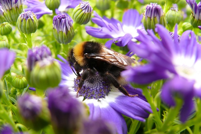 Free Bumblebee Insect photo and picture