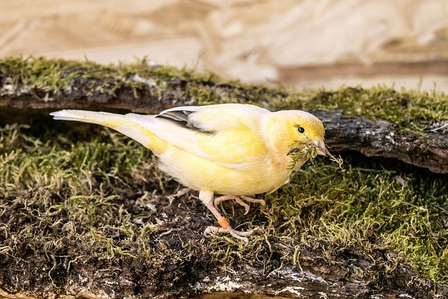 Free Bird Canary photo and picture