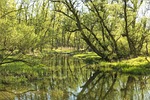nature, green, spring