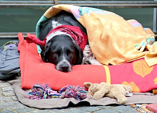 Hund, Decken, Langeweile, Krankheit