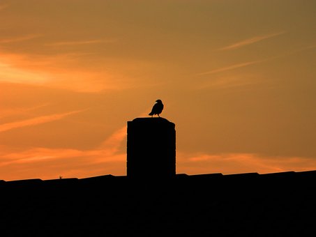 Solnedgang, Fugl, Tag, Silhuet