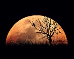 moon, moon night, full moon