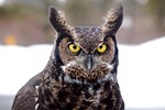 great horned owl, bird, owl