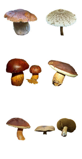Free mushrooms nature forest illustration