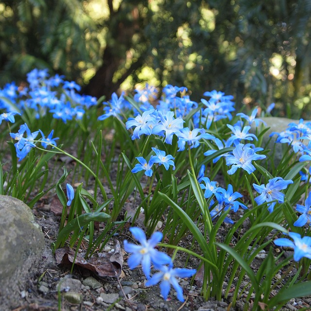 free photo blue flowers spring garden free image on pixabay 745160 free photo blue flowers spring garden free image on pixabay 745160