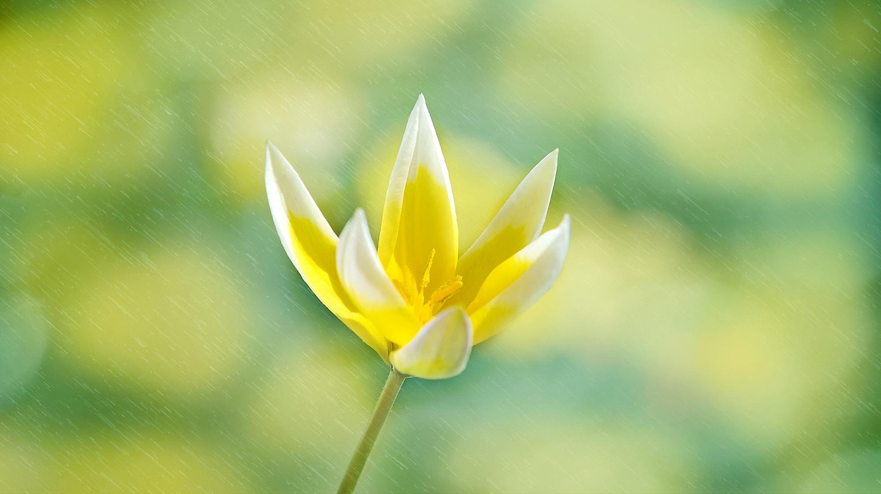 별 튤립 꽃 황백색 봄 - Pixabay의 무료 사진 - Pixabay