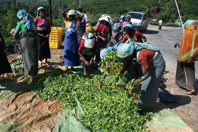 Chá, Colhedores De Chá, Sri Lanka