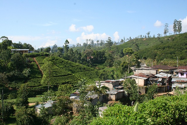Chá, Plantação, Sri Lanka, Natureza