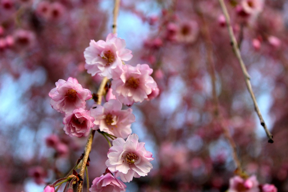 Cherry Blossom Flowers Nature · Free photo on Pixabay