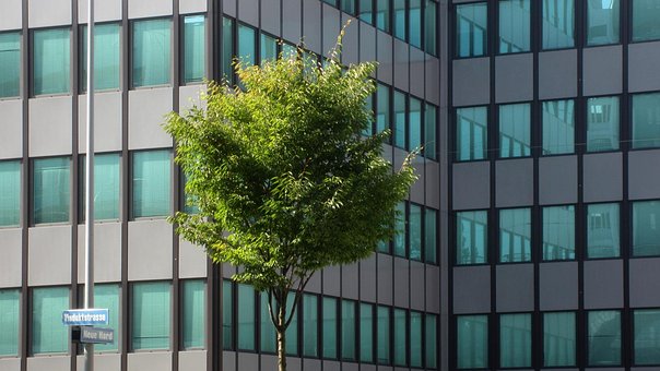Free Tree Urban photo and picture