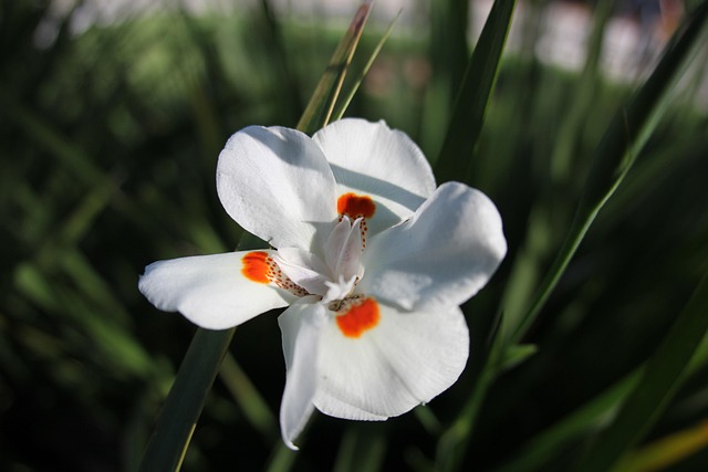 Free Flower White photo and picture