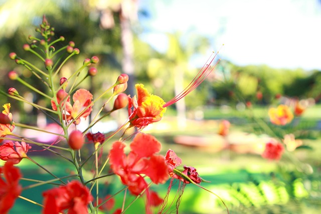Free Flower Green photo and picture