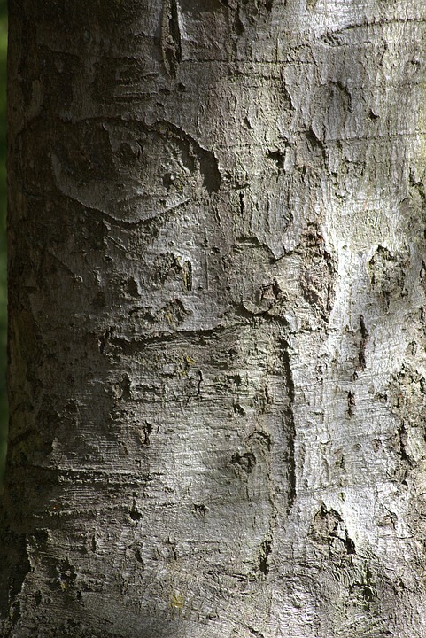 Baum Rinde Natur - Kostenloses Foto auf Pixabay - Pixabay