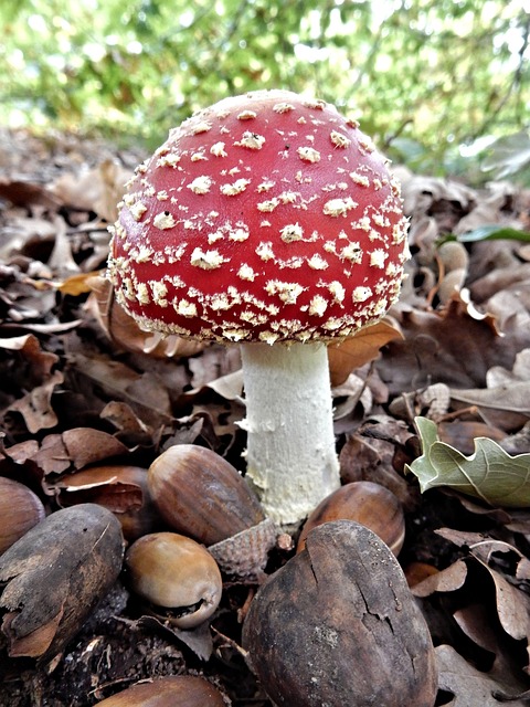 Free Fly Agaric Fungi photo and picture